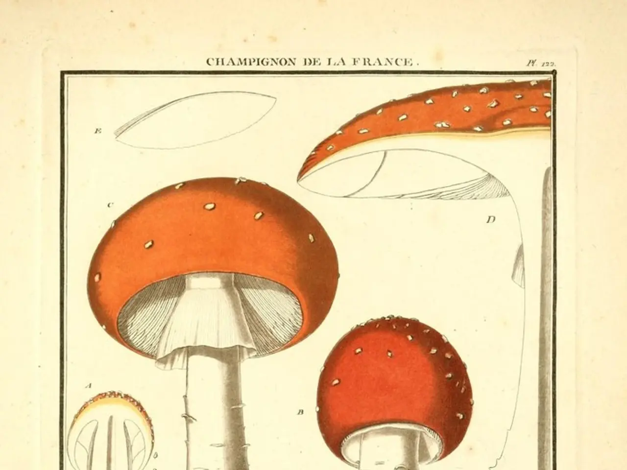Massive, Prehistoric Organism Eludes Traditional Classification of Life Categories