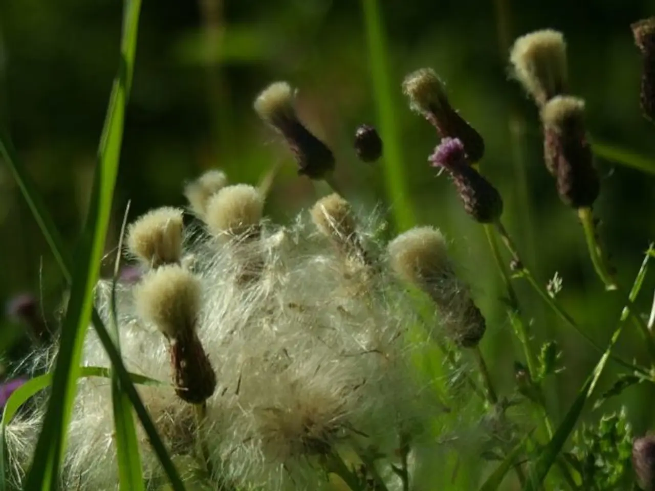 Artificial Intelligence-Powered Crop Disease Identification for Organic Agriculture