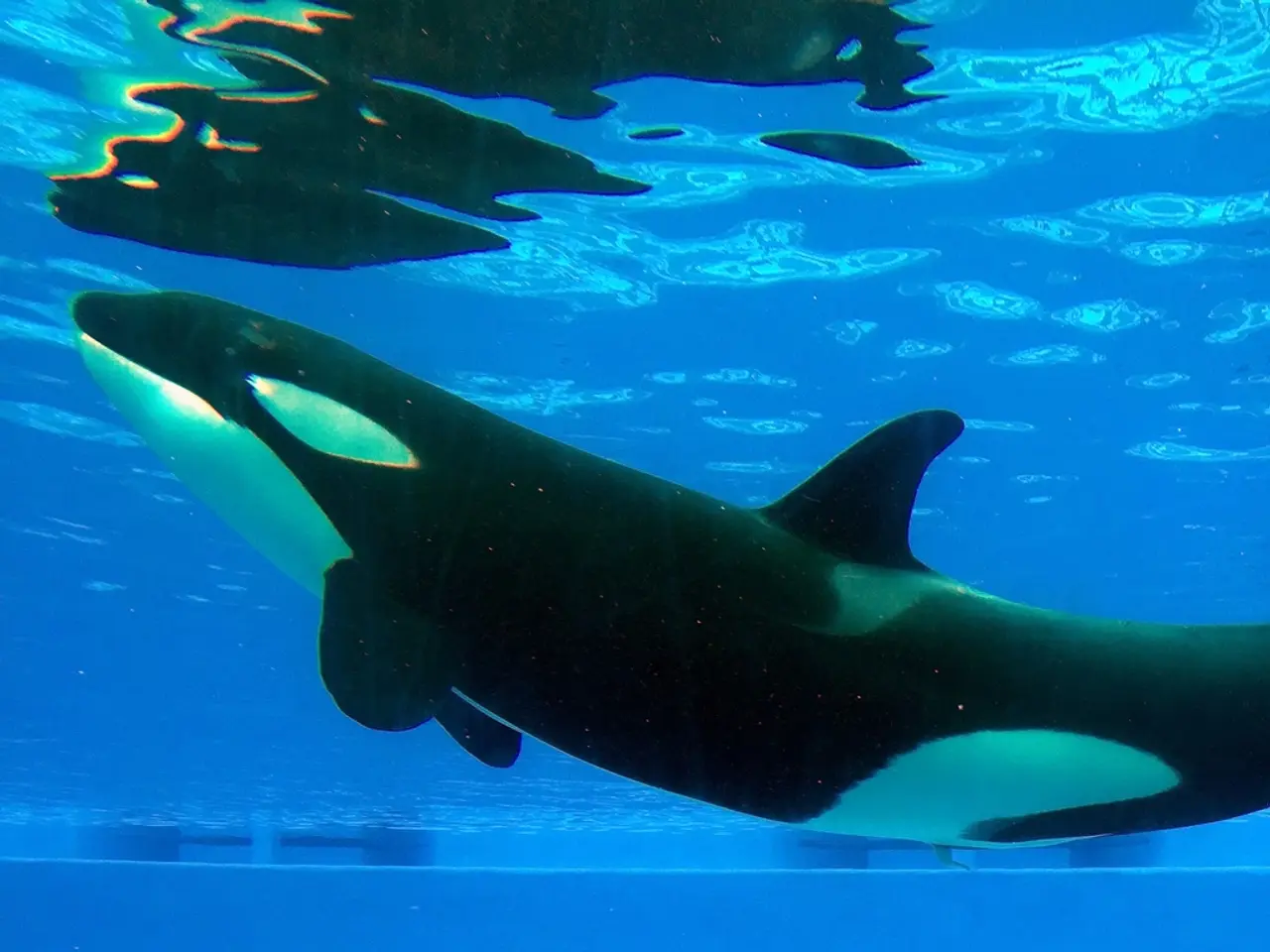 Whale Investments Influencing Presales: A Comparison of MAGACOIN Finance's Commercial Success to...