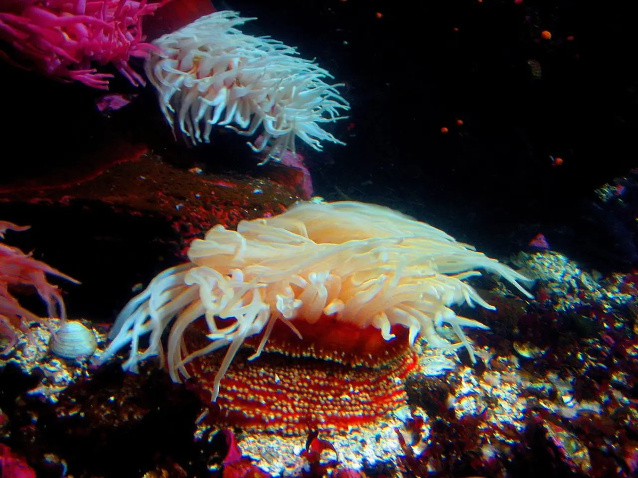 Underwater Finding: Divers Stumble Upon Largest Recorded Marine Organism, Dating Back to Napoleon's...