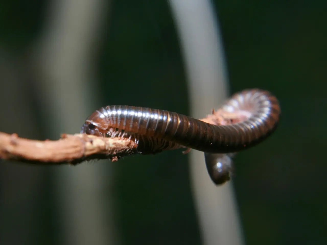 In this picture, there is a worm on the stem.