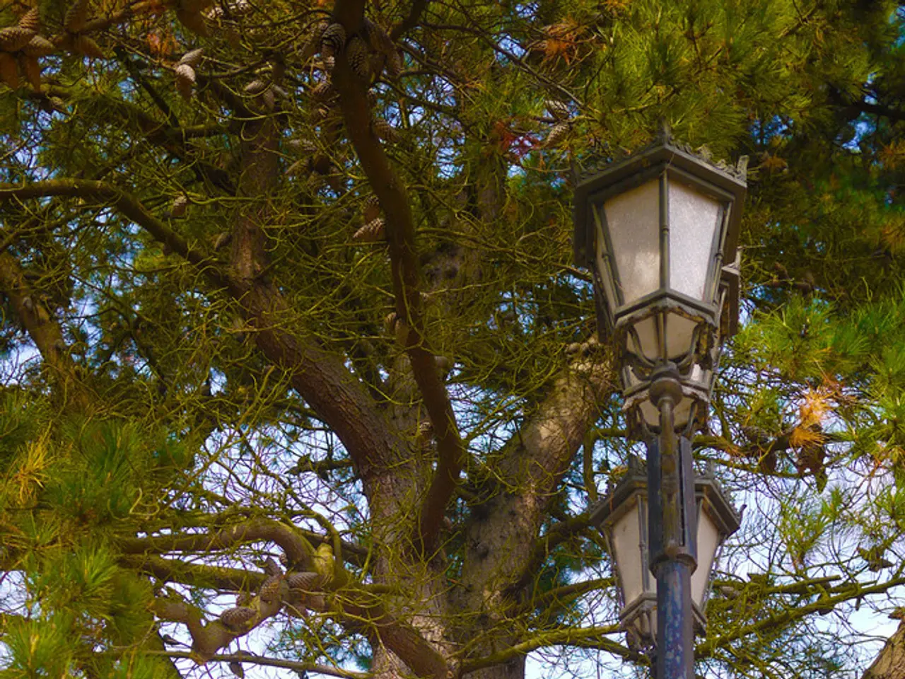In this image we can see tree, lantern lamps with pole and sky.