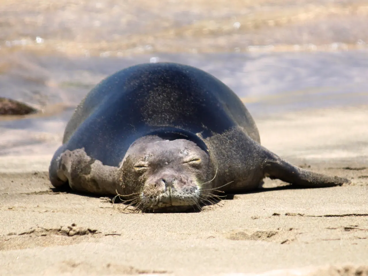 In this picture we can see a seal on sand and in the background we can see the water.