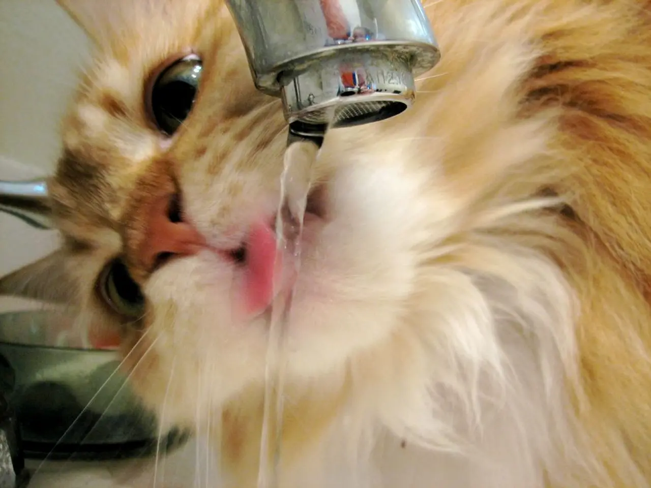 In this image we can see a cat which is of brown color drinking water which is coming from tap.