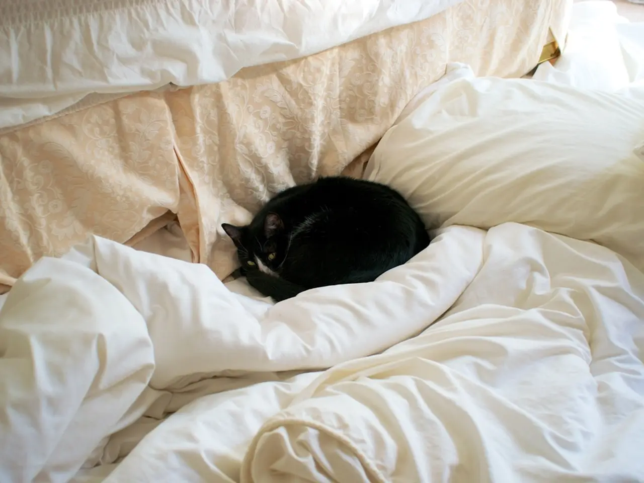 This image includes bed, pillow, blankets. In the middle there is a cat. In the background there...