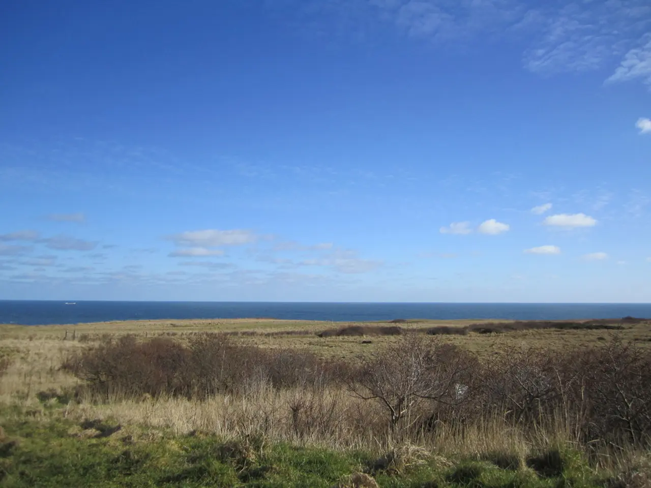 The picture I can see grass, dry trees, water and the sky with clouds in the background.