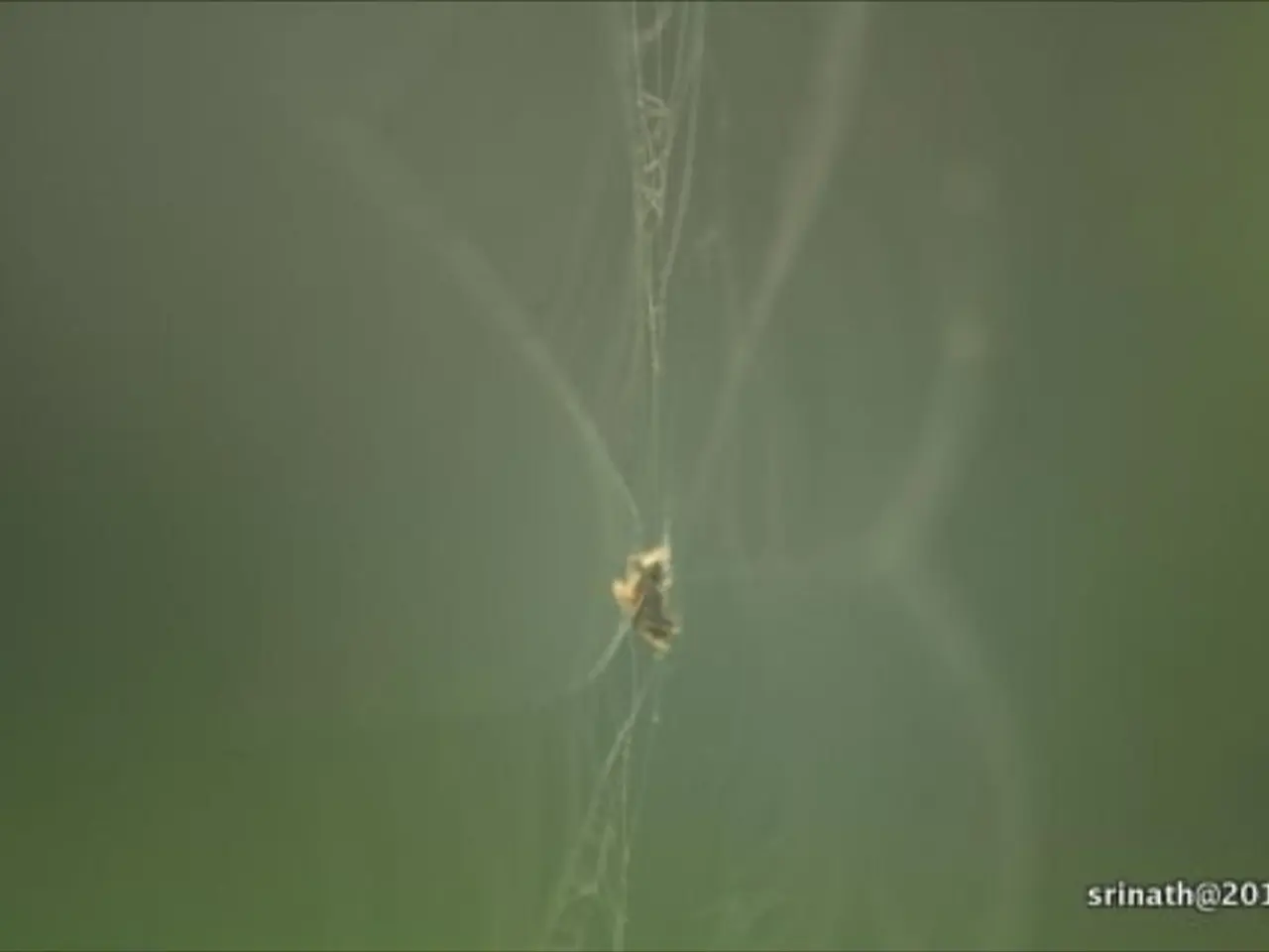 In this image I can see a spider web in the centre and on the bottom right side of this image I can...