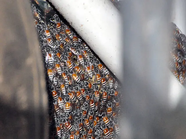 Uncover Exciting Job Opportunities in Honeybee Robotics: Be Part of Tomorrow's Pioneering...