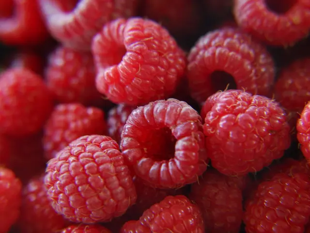 Raspberry Health Advantages, Nutritional Facts, Recommendations, and Potential Hazards