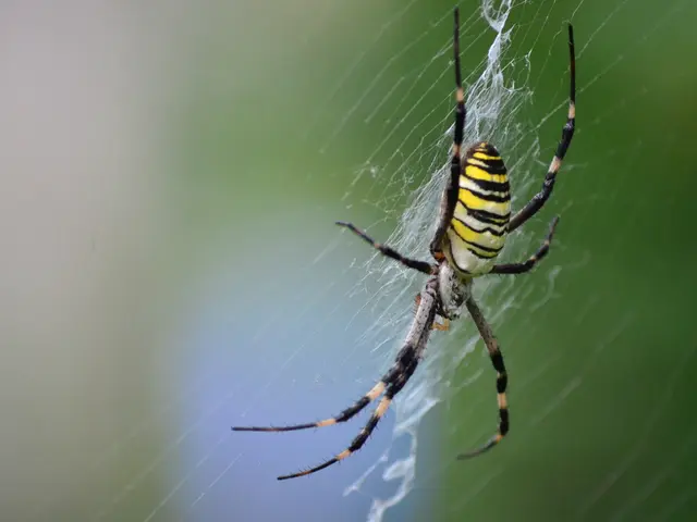 Increased Warnings of Persistent Spider Attacks Issued by FBI and CISA