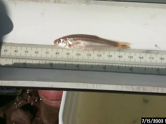 Creating a Project Timeline in Microsoft Excel (Year 2025) Instructions