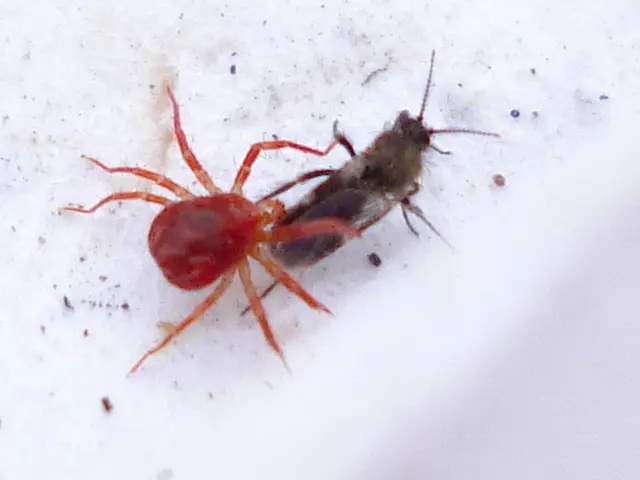 Server Room Pest Issues: Identifying 4 Perils & Preventive Measures