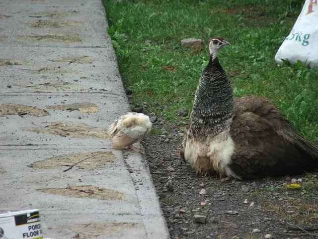 Samsung users, along with others, can claim a complimentary three-month subscription to Peacock...