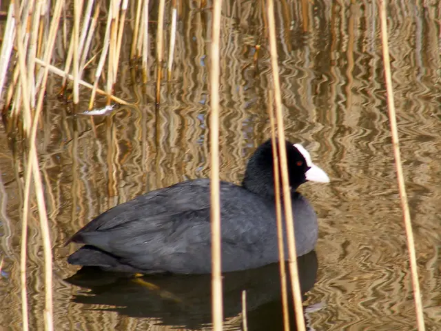 Plant-based food company, Plantible Foods, now fully functioning at Texas RuBisCO facility, aims to...