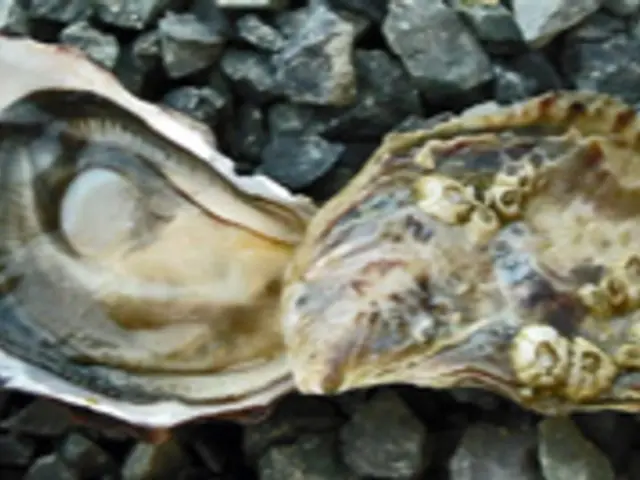 Major find of lithium mineral deposits in China reported