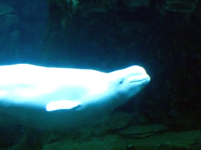 Ideal Subaquatic Scenes for the Sony A7R II Digital Camera