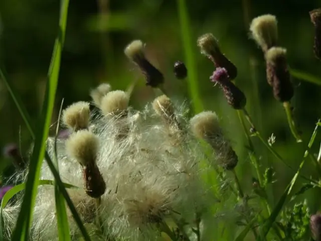 Artificial Intelligence-Powered Crop Disease Identification for Organic Agriculture