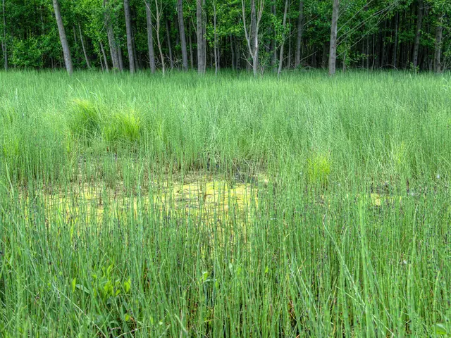 Unveiling: Revealed Information