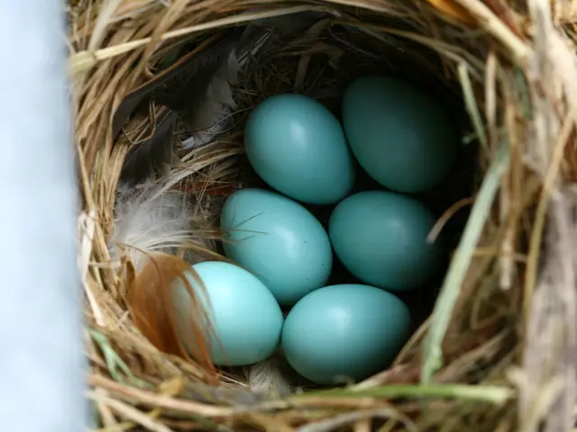 In this picture we can see a nest with grass and here it is a feathers and we have six blue color...
