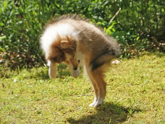 In this image there is a dog in the garden, in the background there are plants.