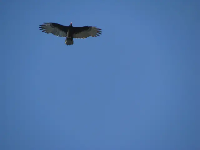 In this image a bird is flying in air. Background there is sky.