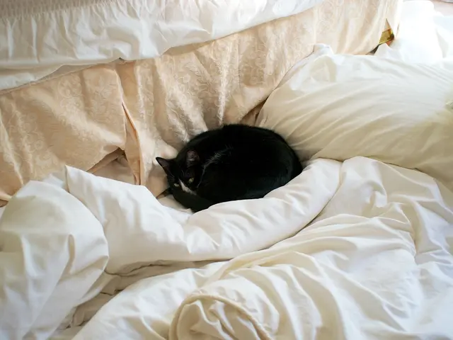 This image includes bed, pillow, blankets. In the middle there is a cat. In the background there...