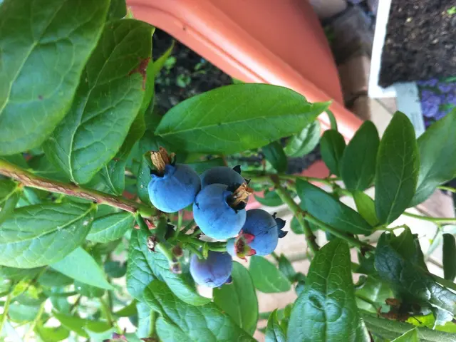 In this image we can see blueberries on plants. Also we can see pots with soil.
