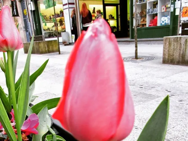 In the picture there is a flower plant and in front of those plants there are some stores behind a...