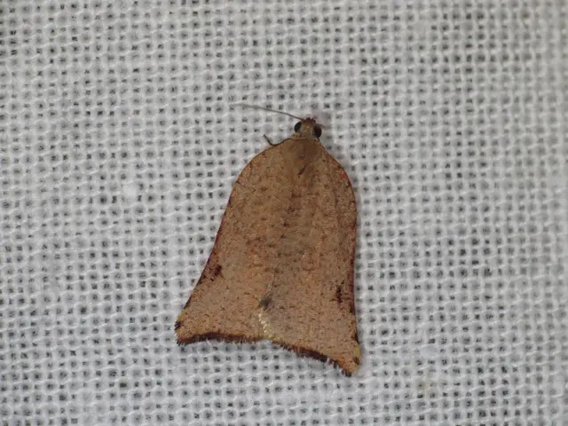 In the center of the image, we can see a fly on the net.