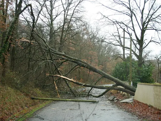 In this image I can see a road, number of trees, broken wall and here I can see a pole. I can also...